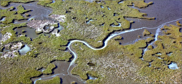 Ridge Restoration Program Management